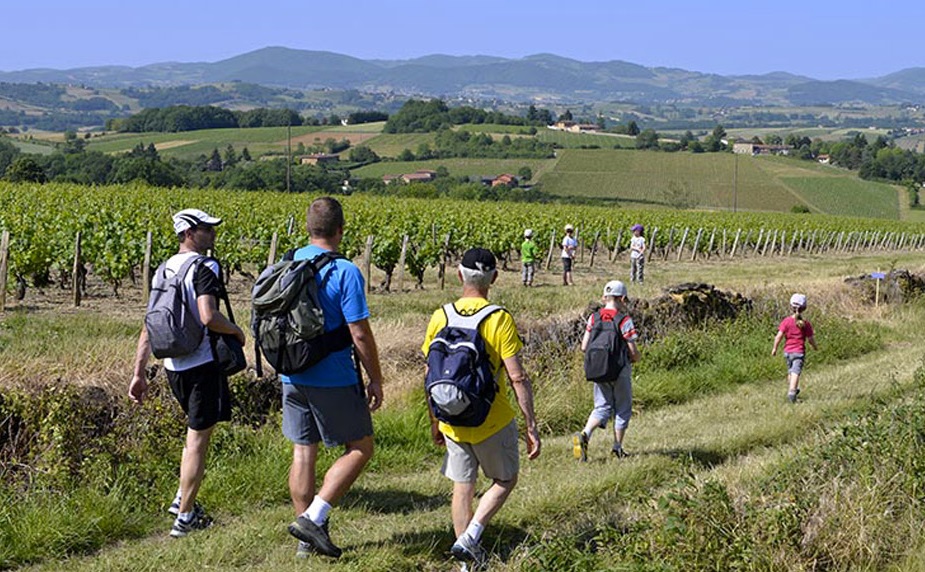 ballade en beaujolais dans les vignobles